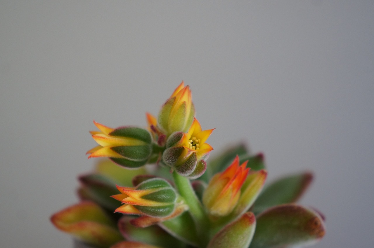 Privacy Policy — SoywaxSource